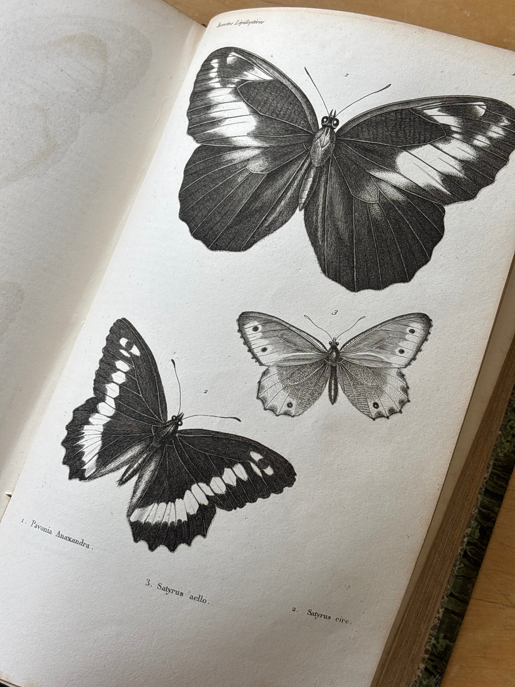 "Histoire des Insects" Volumes 1-4, 1840