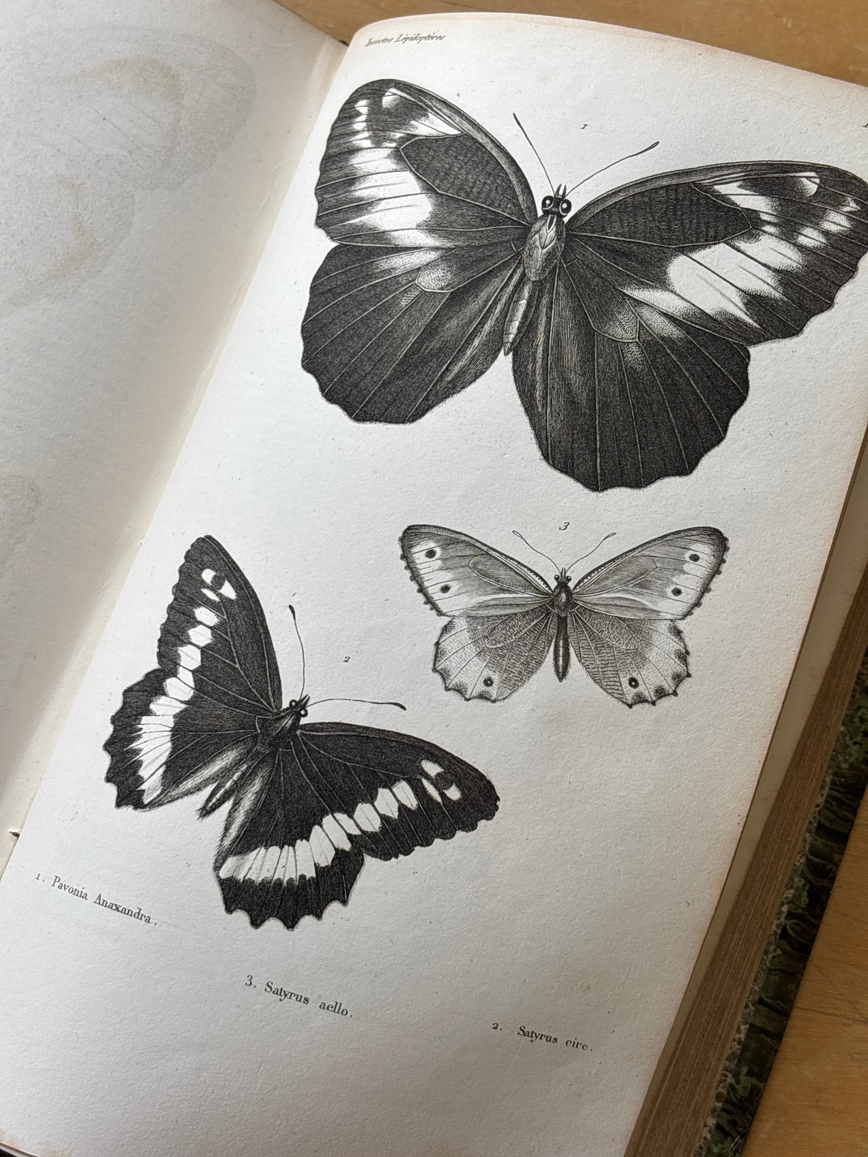 "Histoire des Insects" Volumes 1-4, 1840