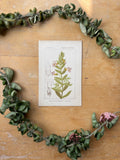 H. Baillon Floral - Gratolia Officinalis Gratiole
