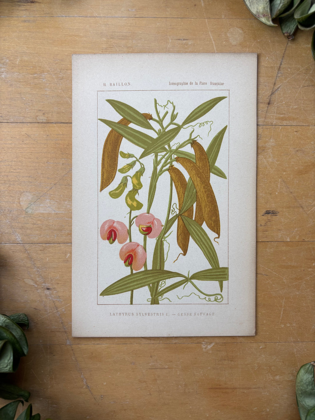 H. Baillon Floral - Lathyrun Sylvestris Gesse Sauvage