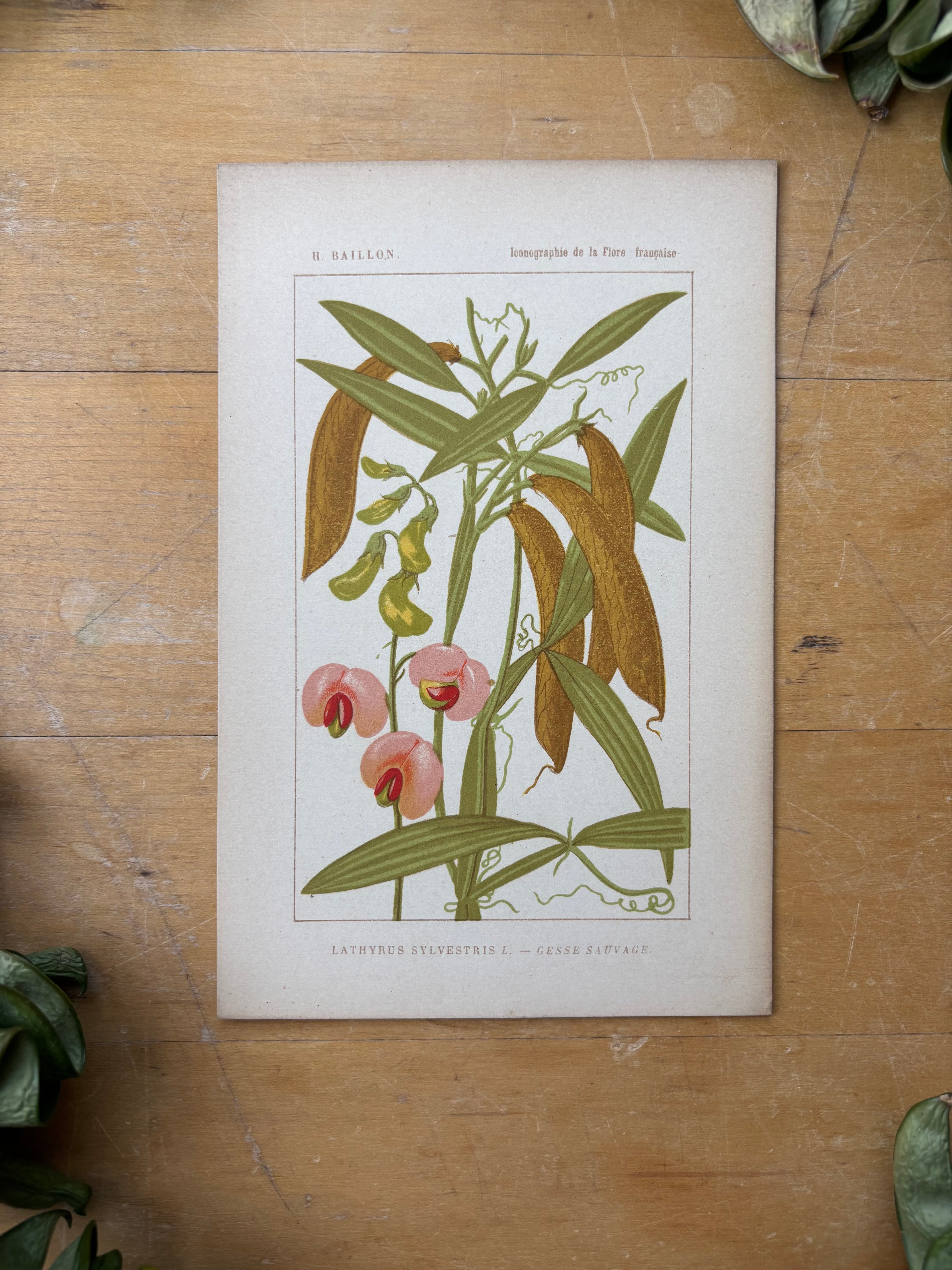 H. Baillon Floral - Lathyrun Sylvestris Gesse Sauvage