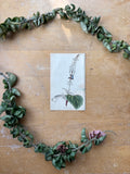 Antique Floral Etching, Plectranthus Australis