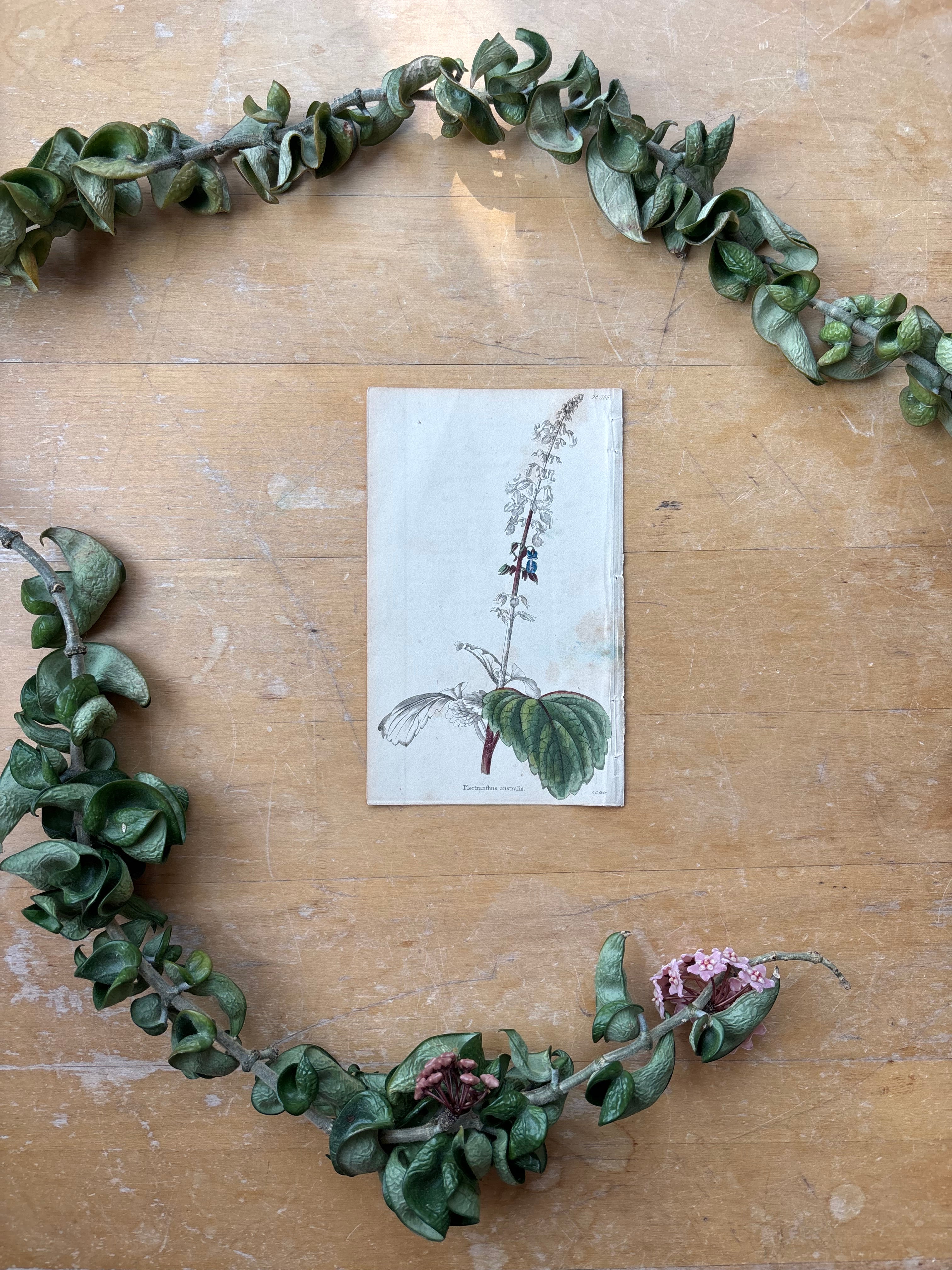 Antique Floral Etching, Plectranthus Australis