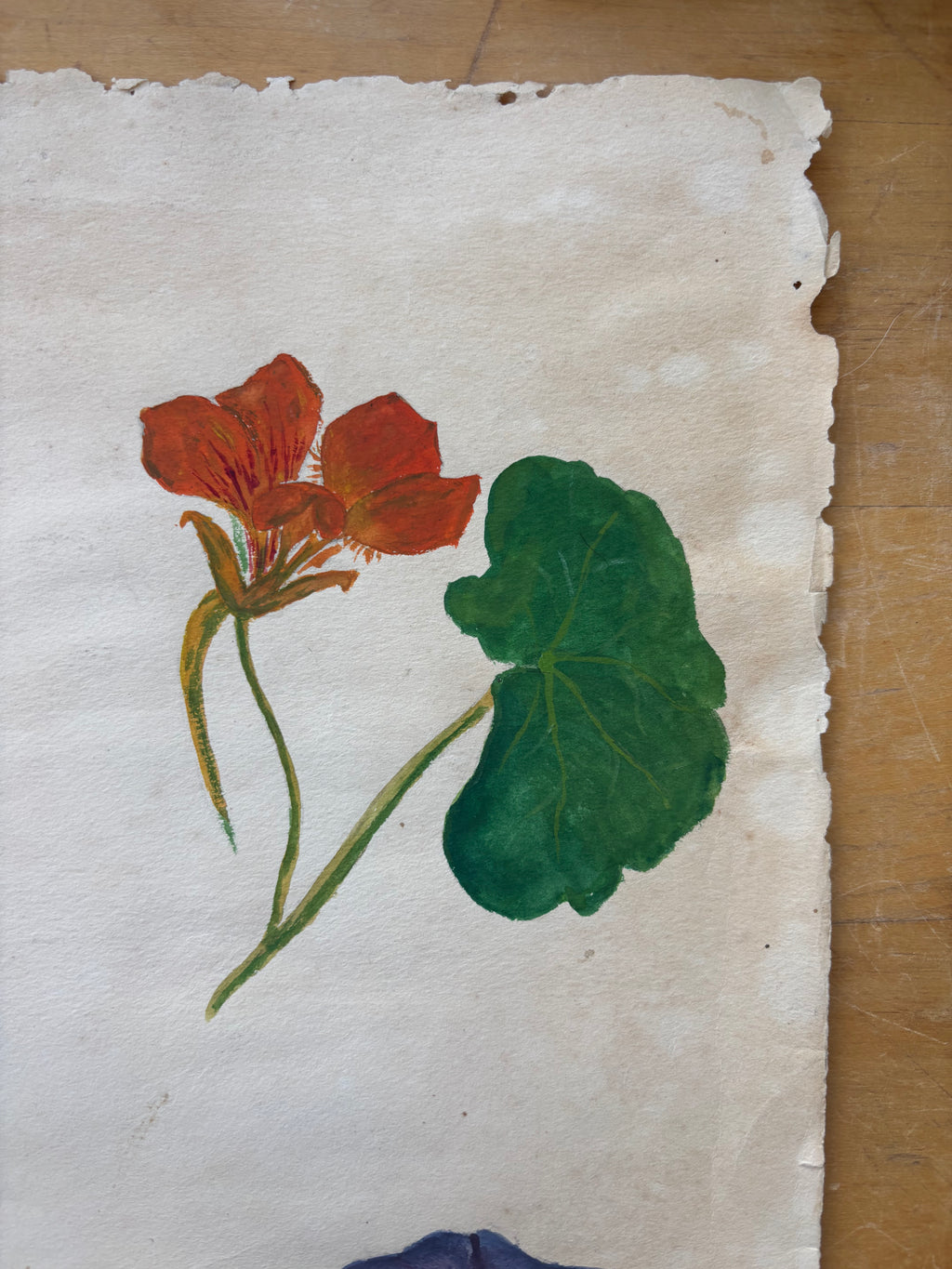 Morning Glory and Nasturtium Watercolor Study