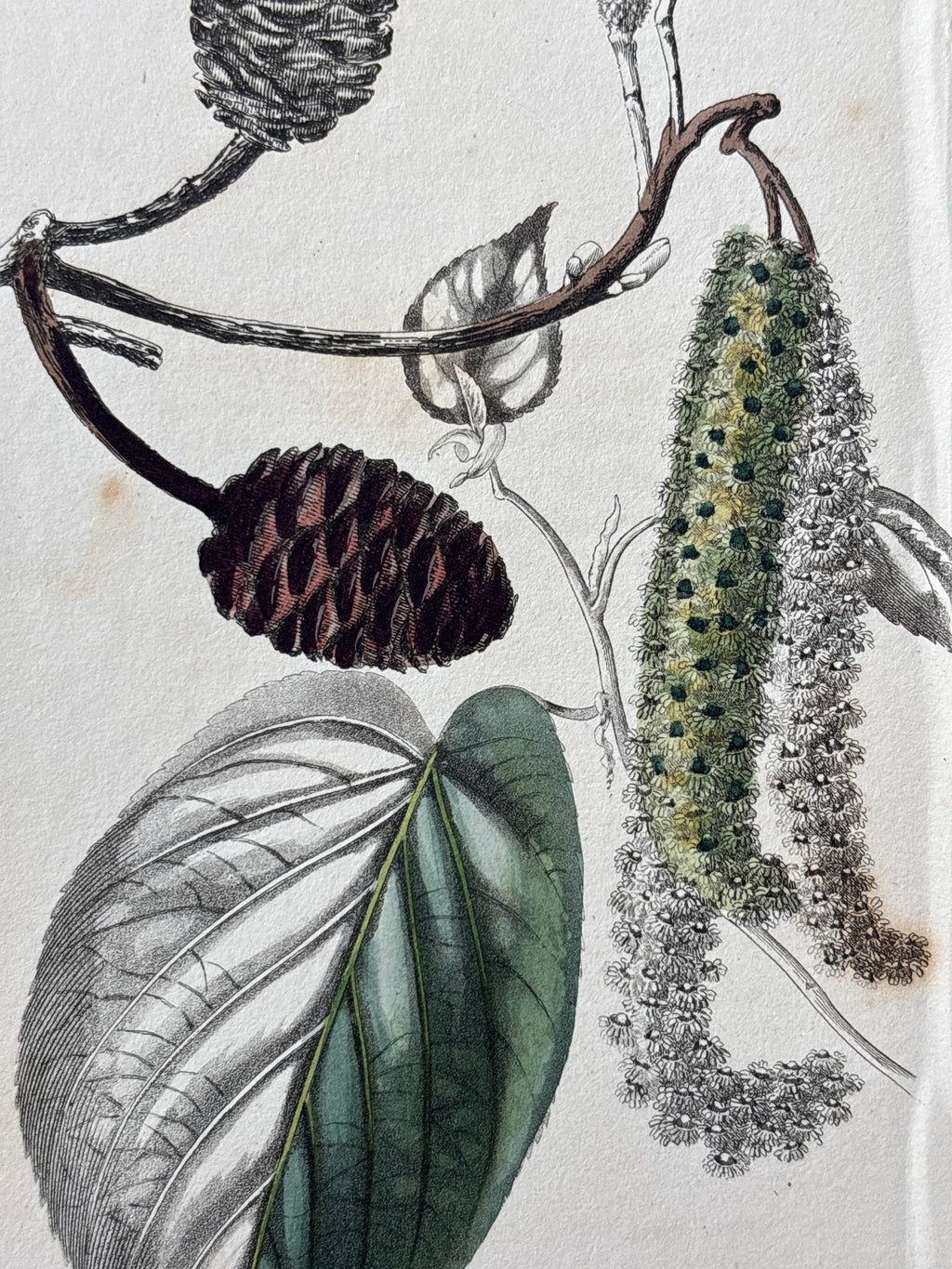 Antique Floral Etching, Plectranthus Alnus Cordifolia