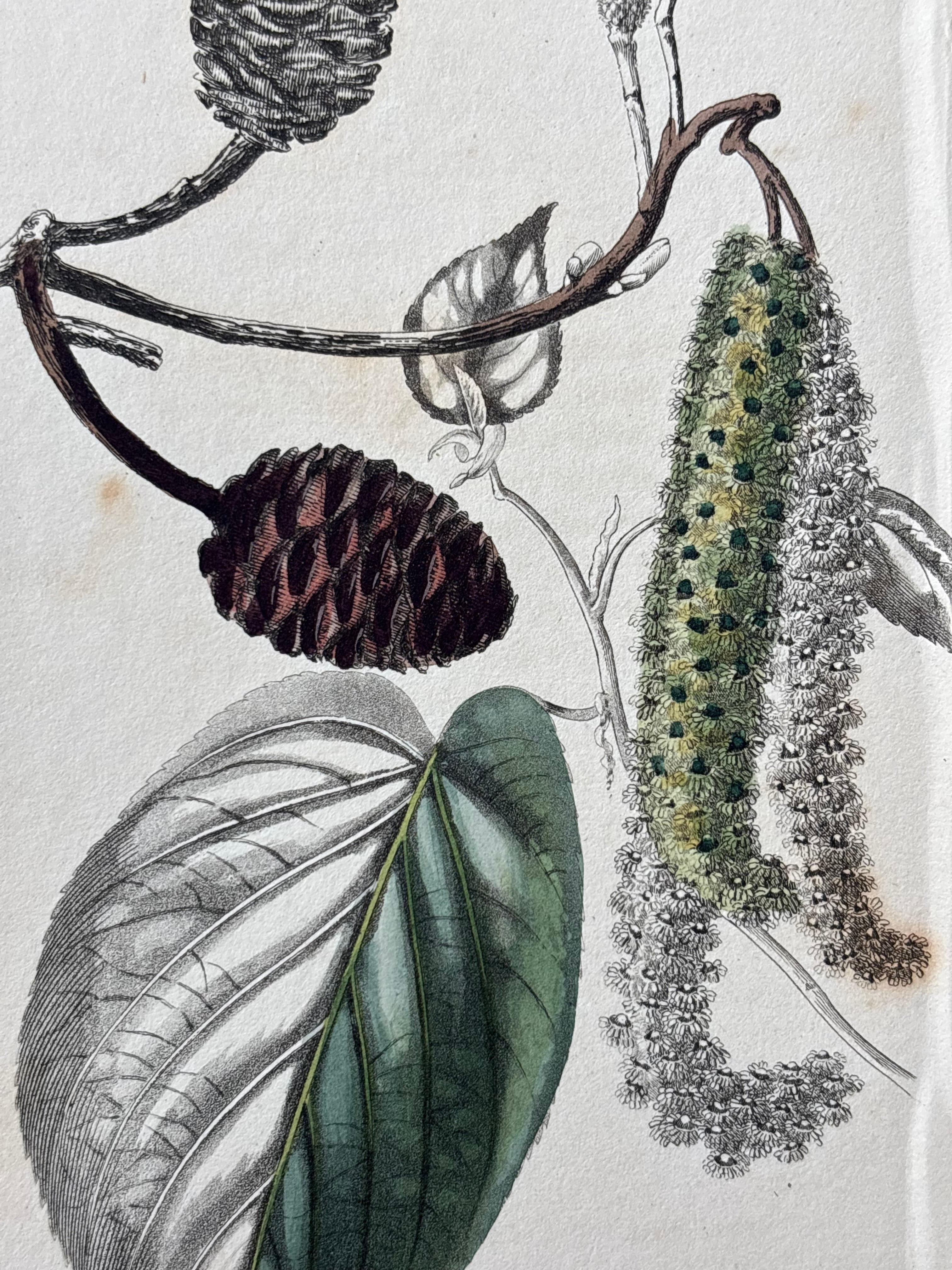 Antique Floral Etching, Plectranthus Alnus Cordifolia