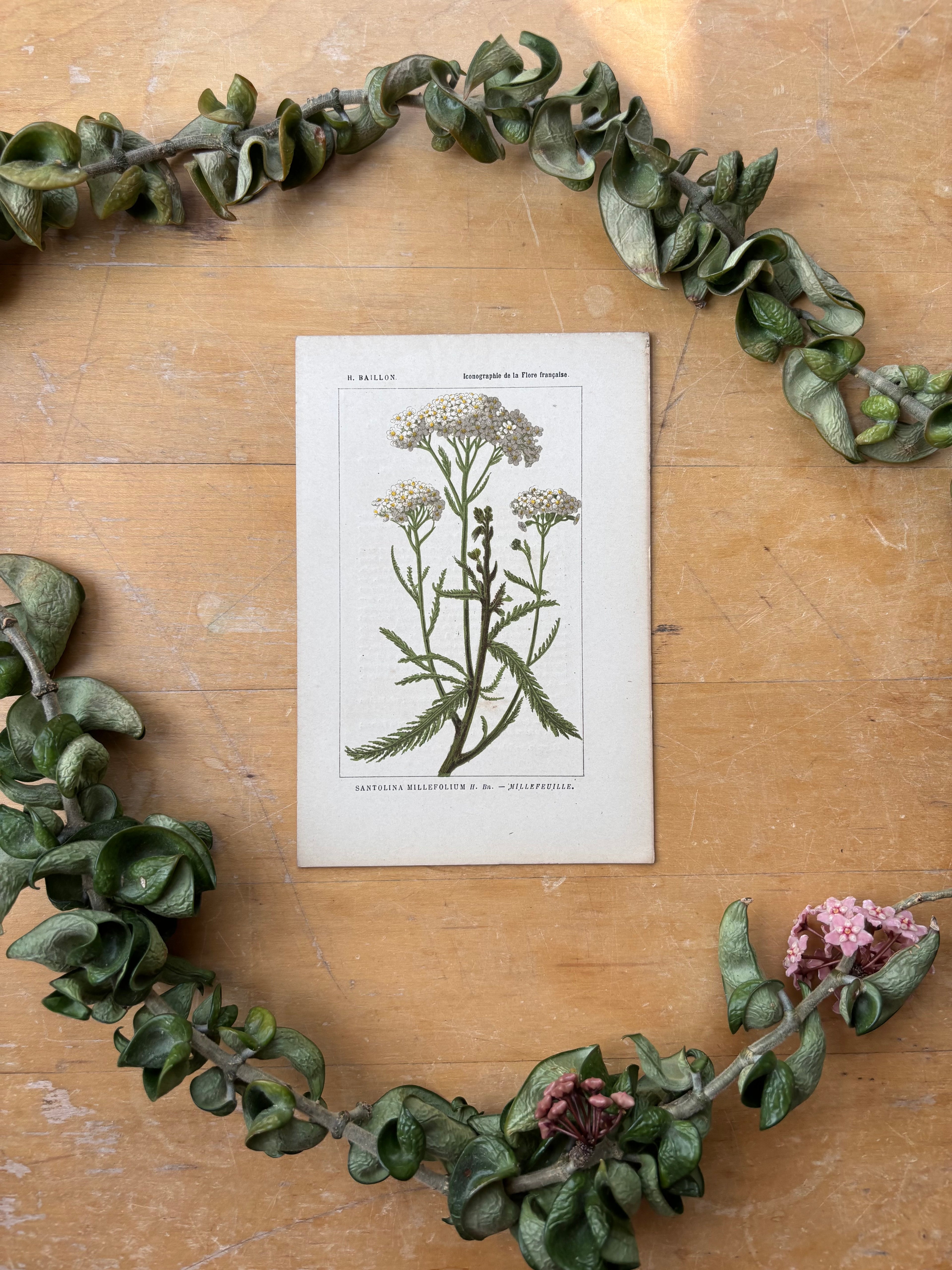 H. Baillon Floral - Santolina Millefolium Millefeuille