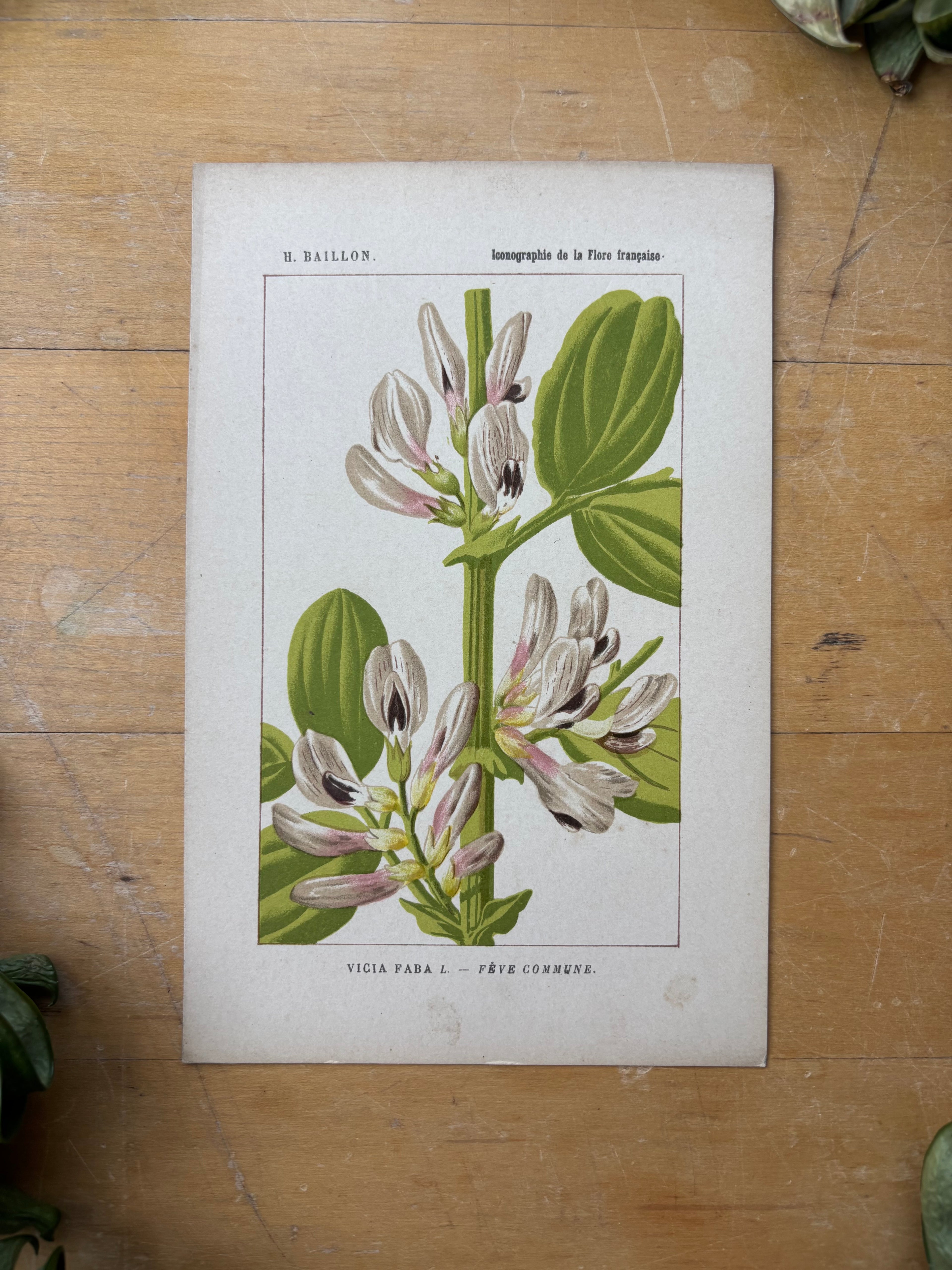 H. Baillon Floral - Vicia Faba Feve Commune