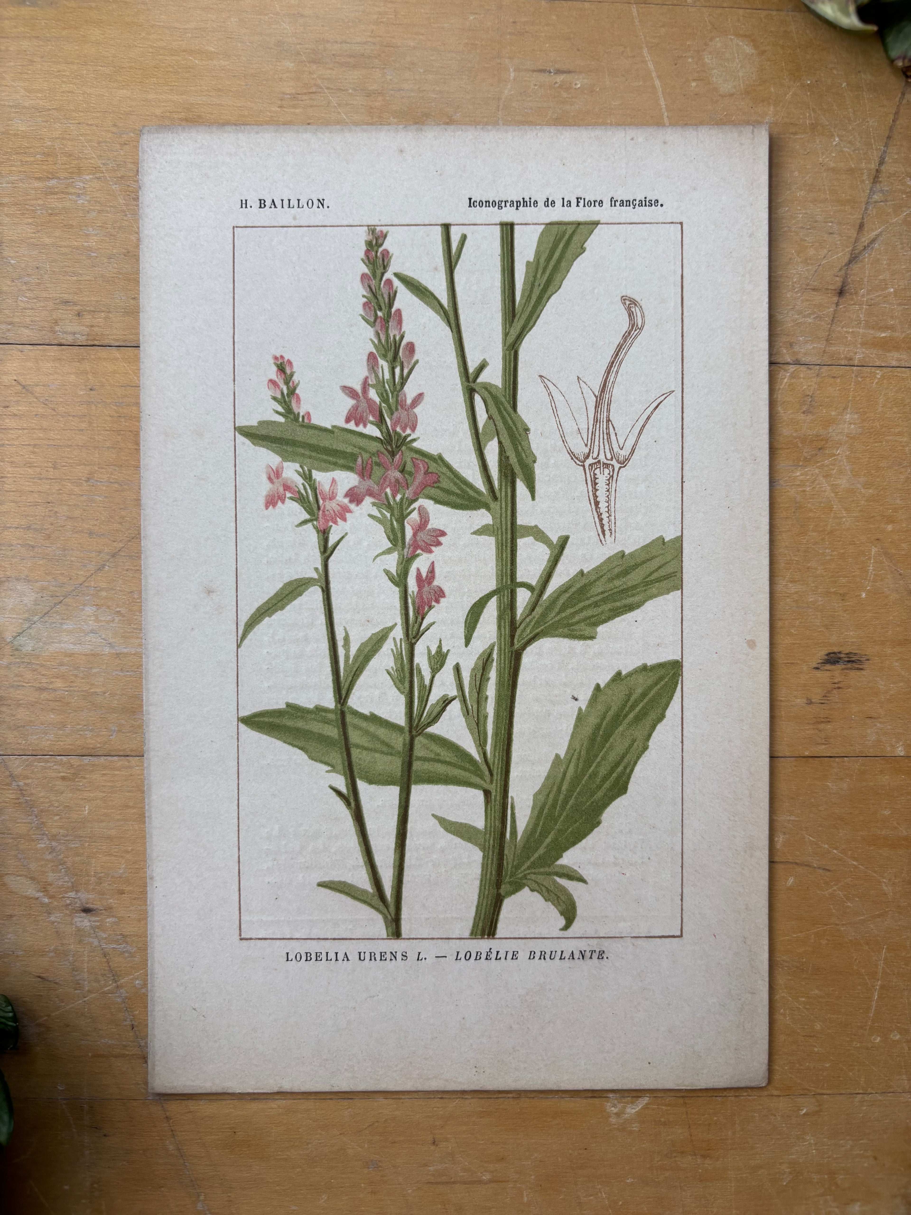 H. Baillon Floral - Lobelia Urens Lobelie brulante