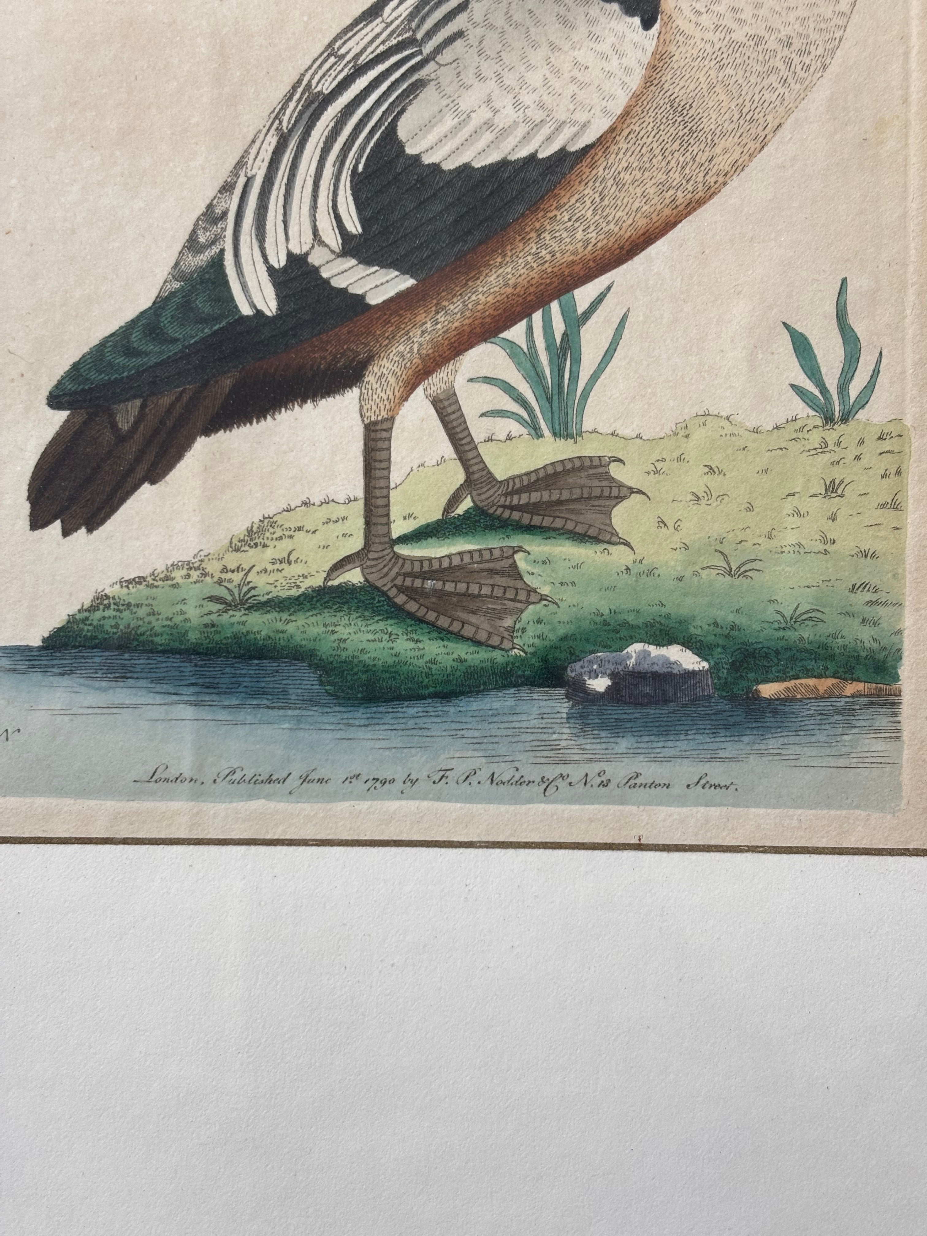 Antique Western Duck Etching