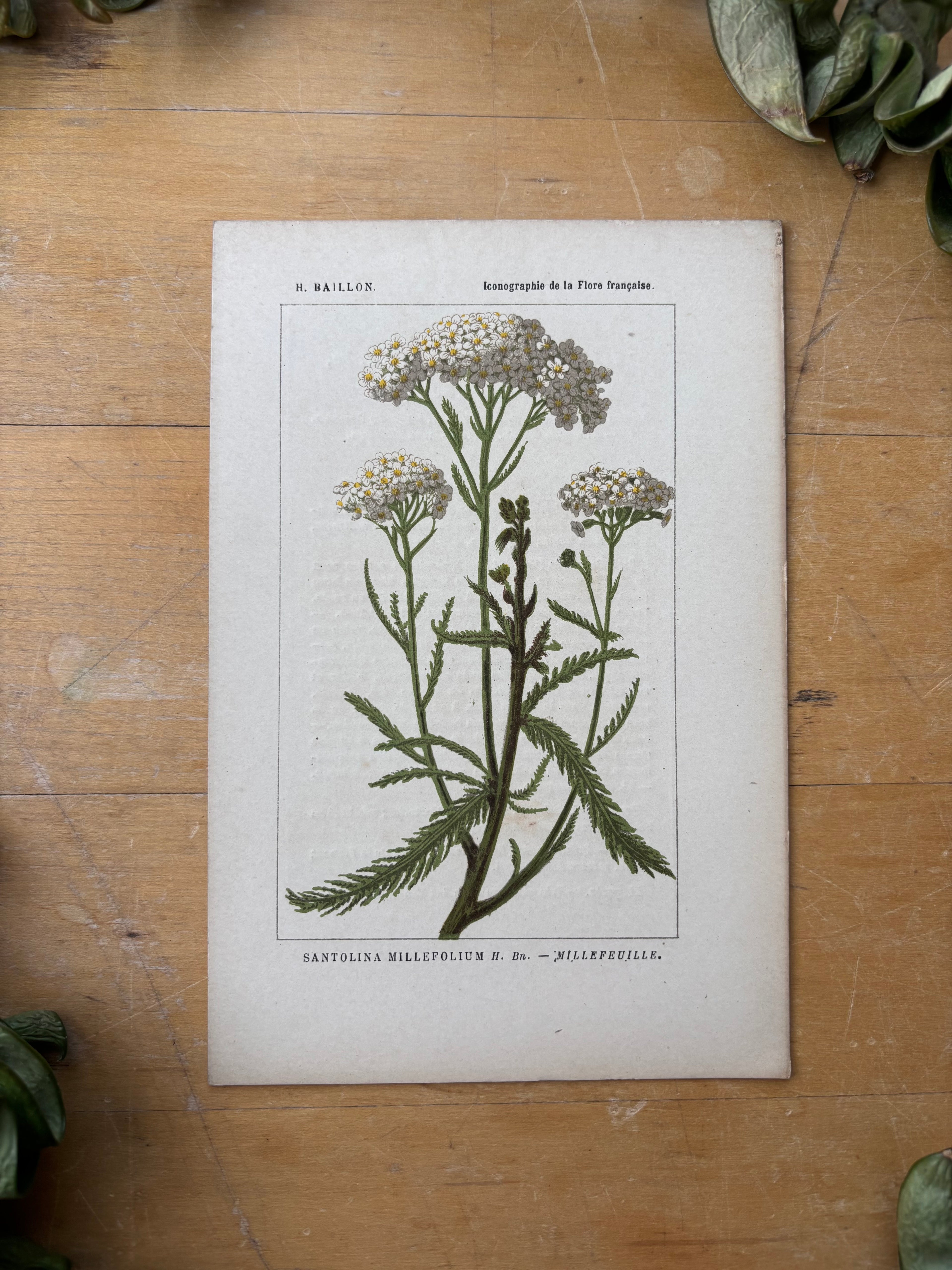 H. Baillon Floral - Santolina Millefolium Millefeuille