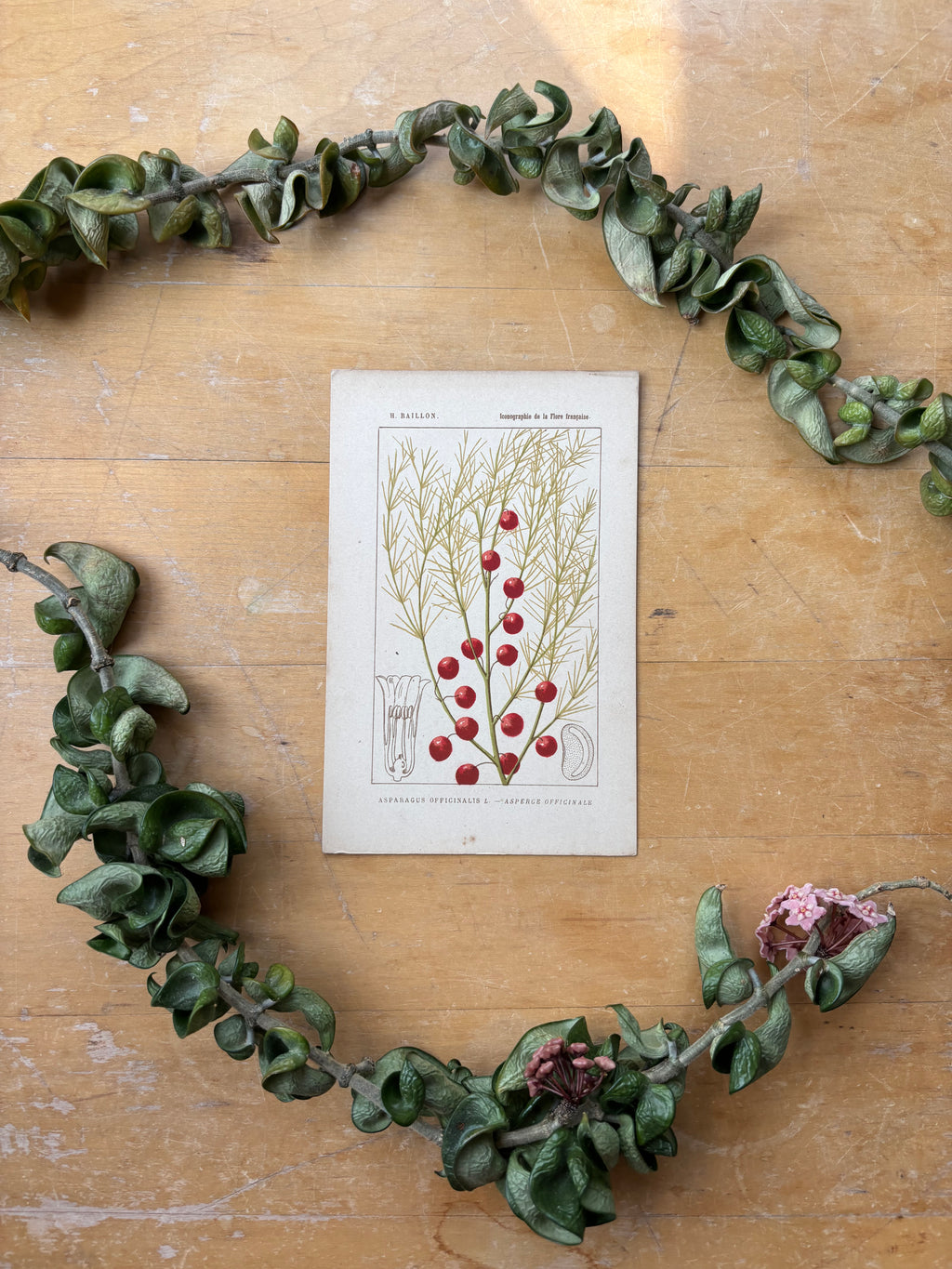 H. Baillon Floral - Asparagus Officinalis Asperge Officininale