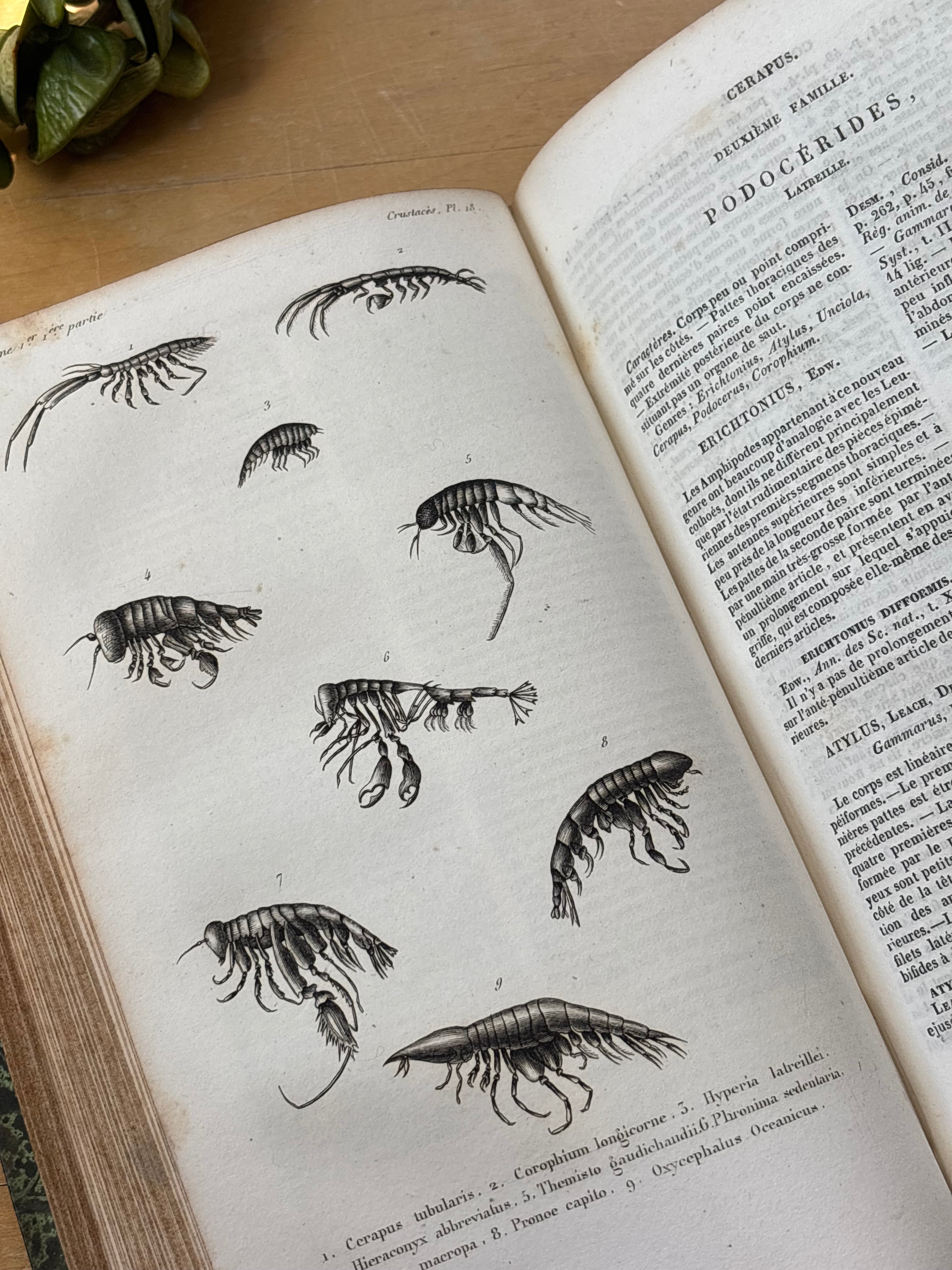 "Histoire des Insects" Volumes 1-4, 1840