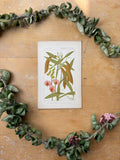 H. Baillon Floral - Lathyrun Sylvestris Gesse Sauvage