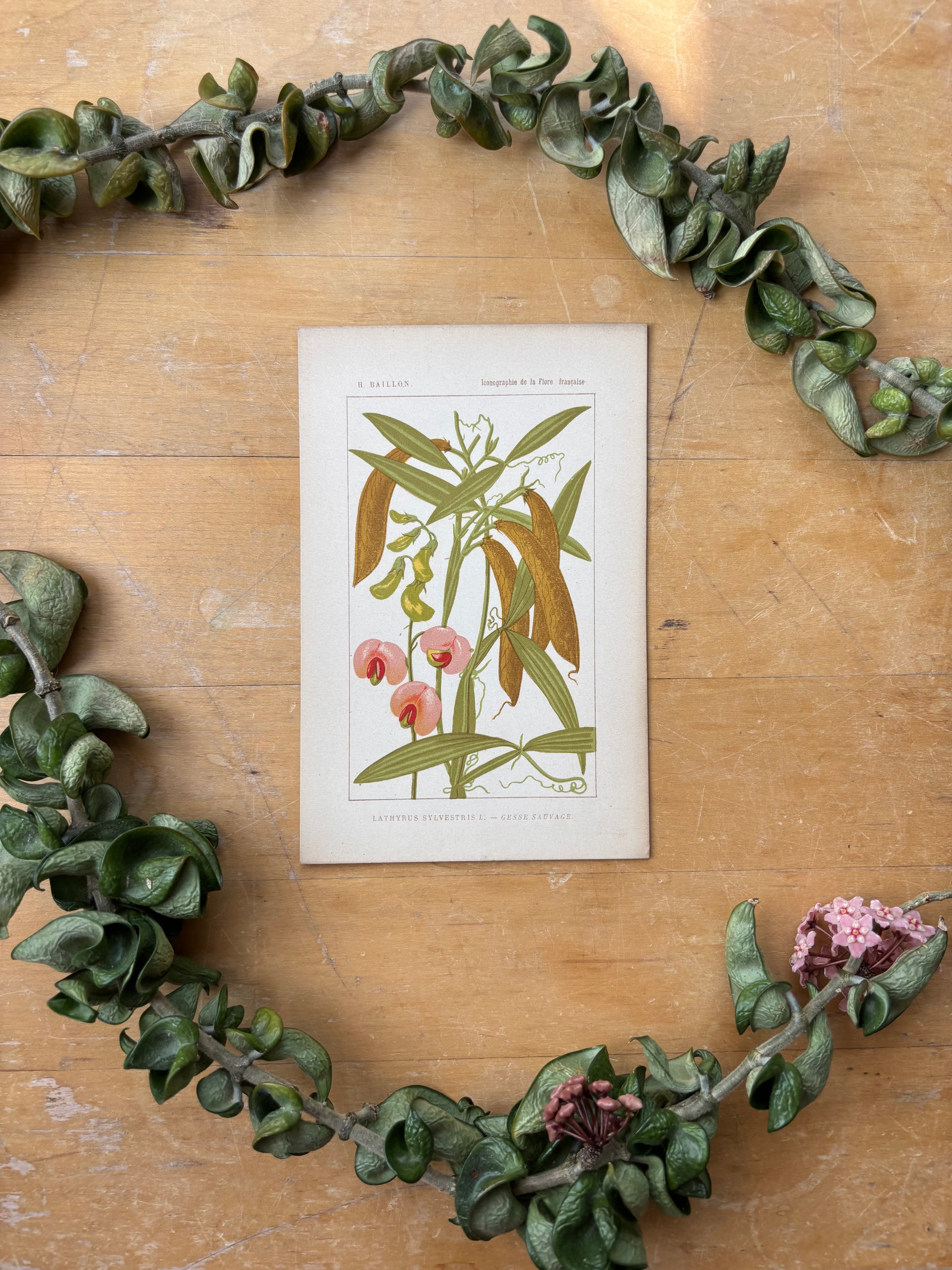 H. Baillon Floral - Lathyrun Sylvestris Gesse Sauvage