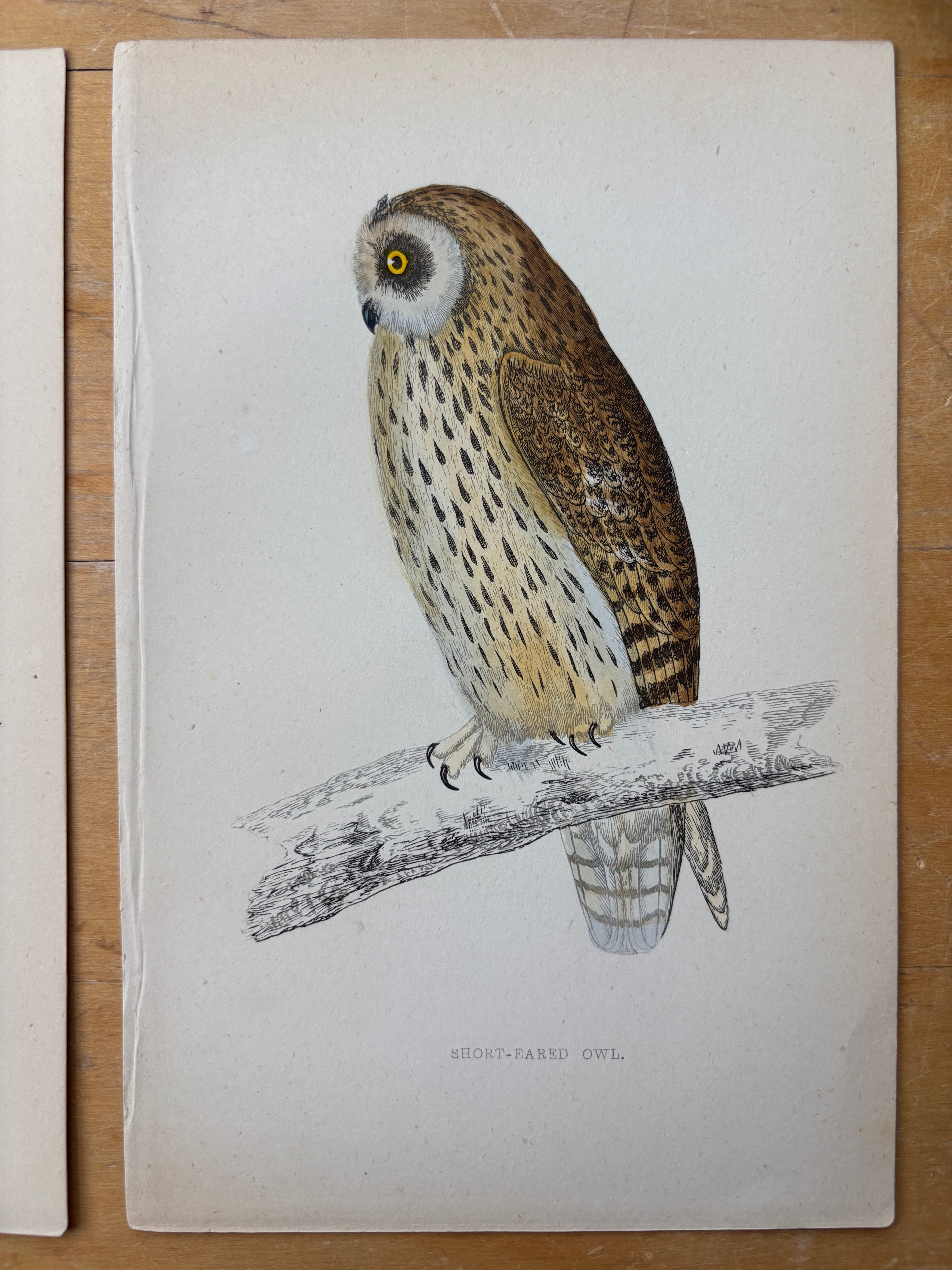 Antique Hand Colored Short-Eared Owl Etching