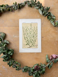H. Baillon Floral - Thesium Humifusum Thesion Couche