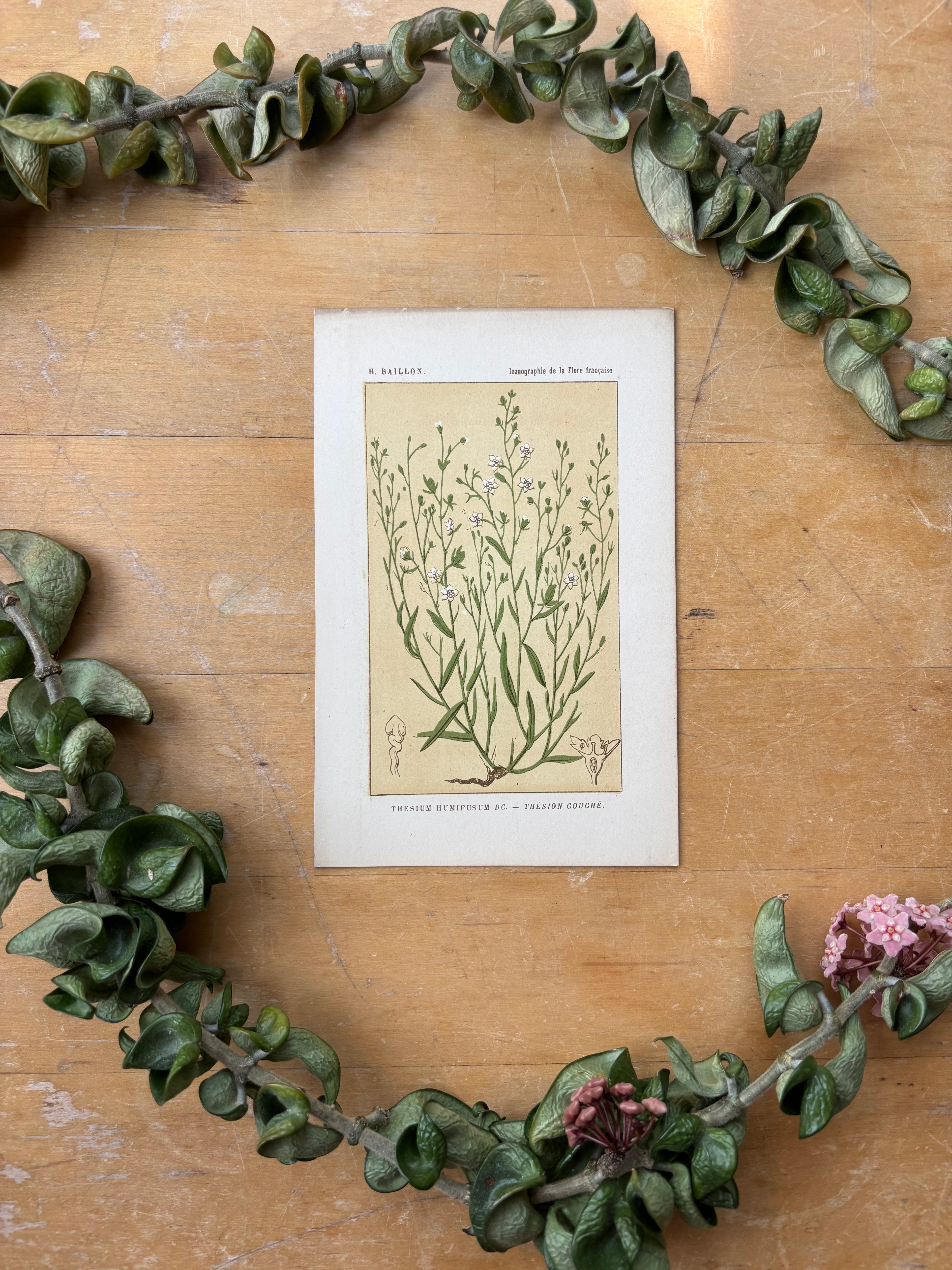 H. Baillon Floral - Thesium Humifusum Thesion Couche