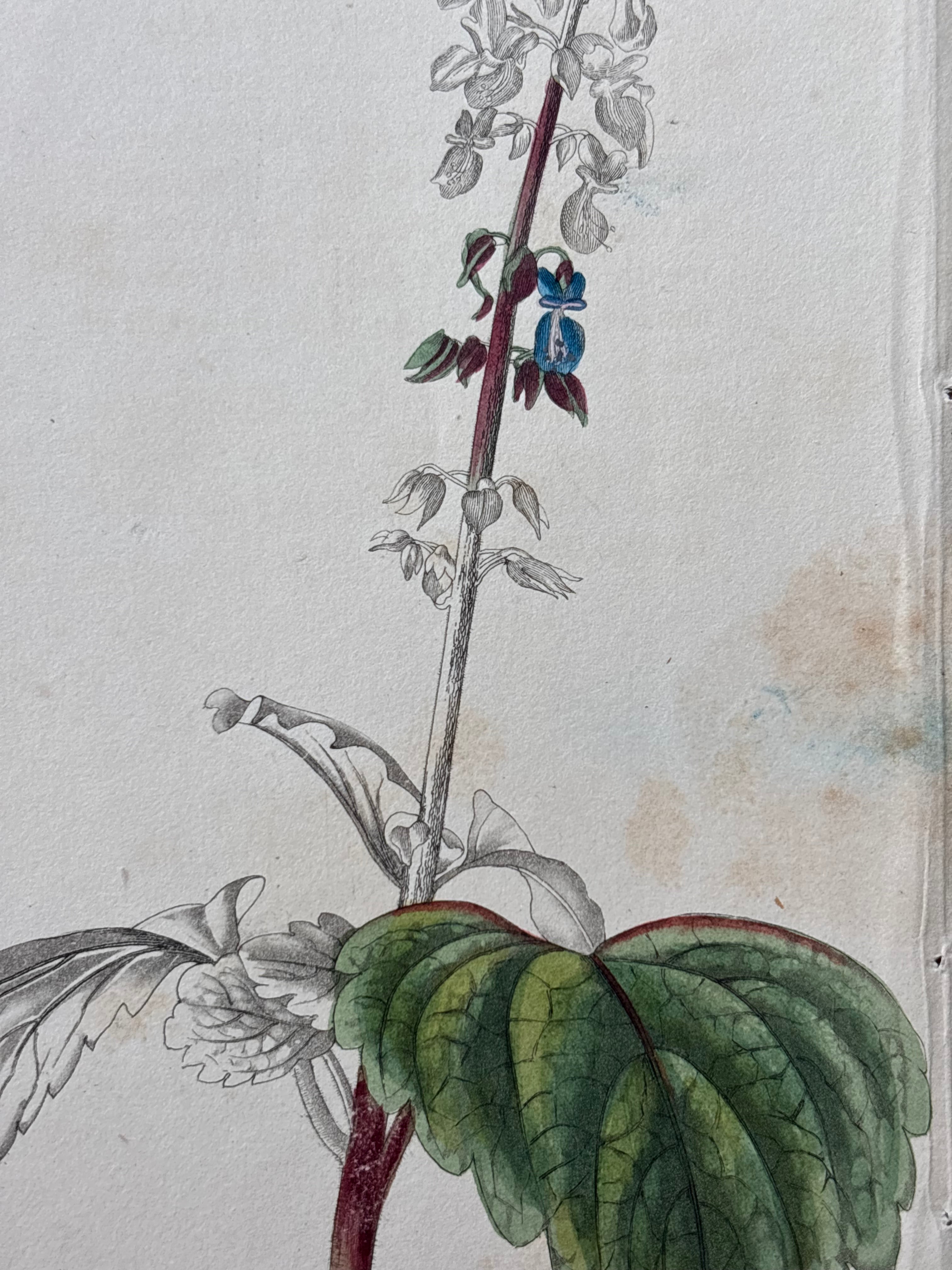 Antique Floral Etching, Plectranthus Australis