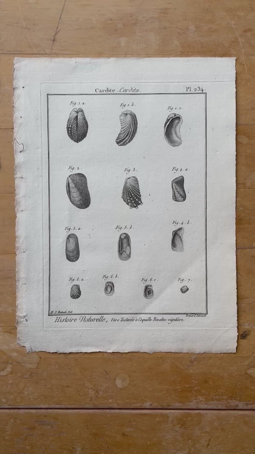 Plate 234 - Cardite, Marked H.J. Redouté
