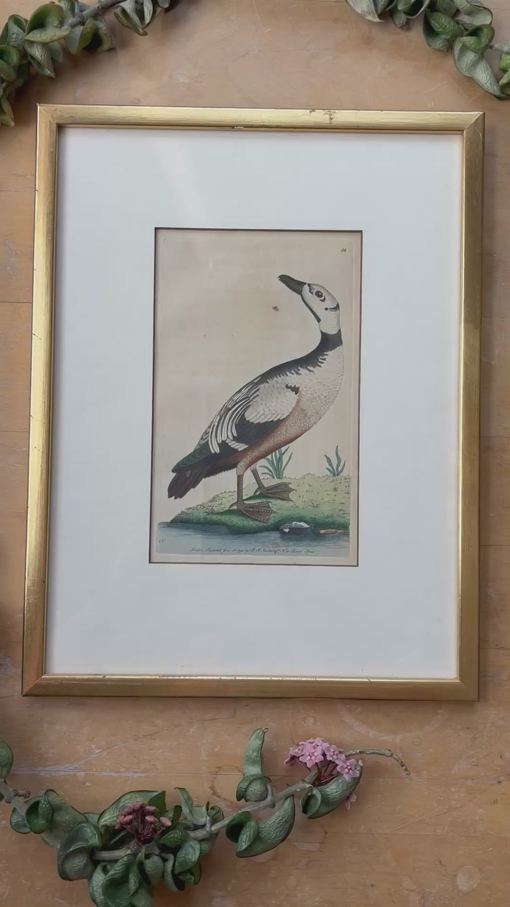 Antique Western Duck Etching