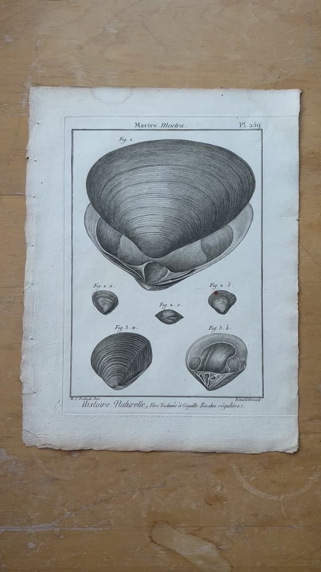 Plate 259 - Mactre, Marked H.J. Redouté